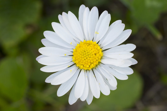 Daisy closeup