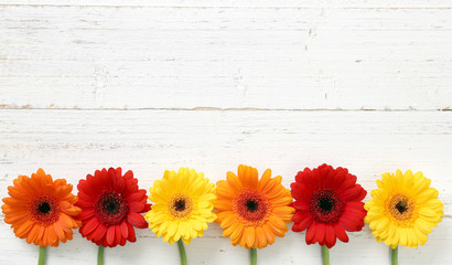 Gerbera auf Holz