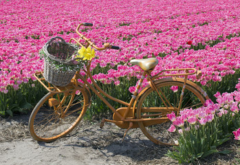bicycle in flower field