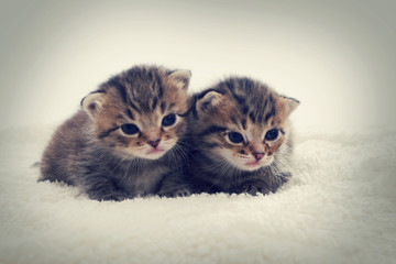 Fototapeta na wymiar striped kittens