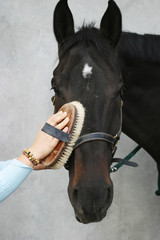 Woman prepairing the horse for a ride