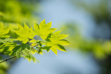 Obraz premium 新緑の葉