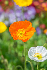 Fototapeta premium 満開のポピー