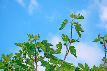 Fototapeta na wymiar tree under a blue sky