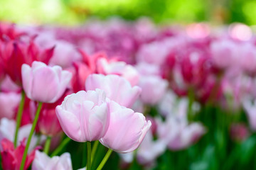 Obraz na płótnie Canvas Tulipani tardivi rosa a fiore semplice