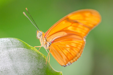 Papillon dryas julia