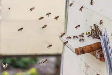 bees flying into the hive