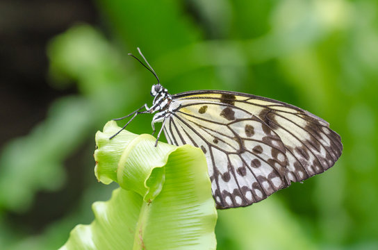 Idea Leuconoe Papillon