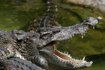 Dangerous crocodile
