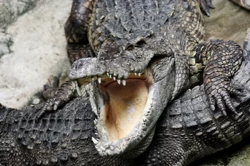 Photo sur Plexiglas Crocodile Dangerous crocodile