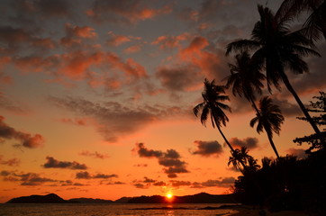 Sunset Beach with Palm Tree