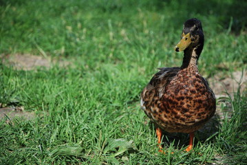 Duck