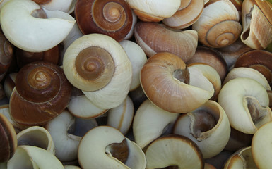 A Background Display of Brown and White Sea Shells.