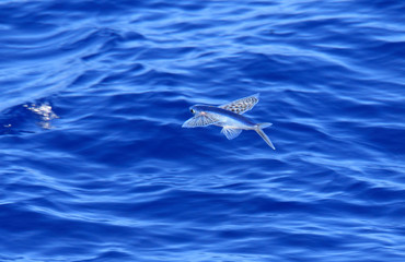 Yellow-wing flyingfish (Cypselurus poecilopterus) flying in Japa