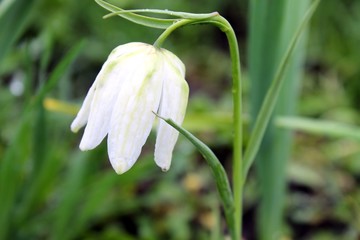 Fritillaria white