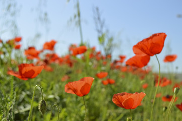 Fototapeta premium Poppies under the blue sky