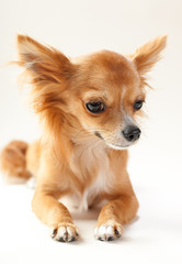chihuahua dog close-up lying down on neutral background