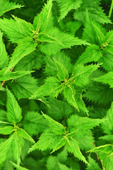 Stinging Nettle