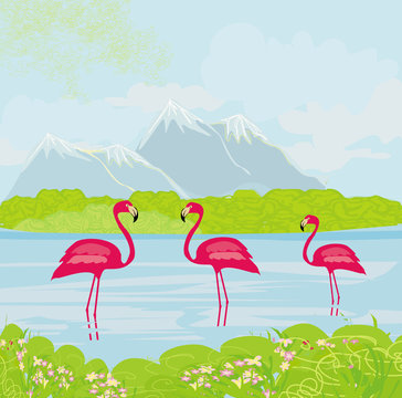 three pink flamingos in the water