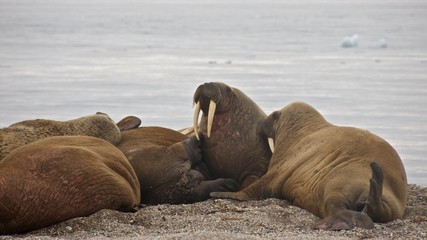Fototapeta na wymiar Walrus colony on Nordaustlandet, Svalbard
