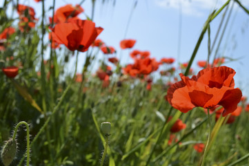 Poppies and green grass sfond
