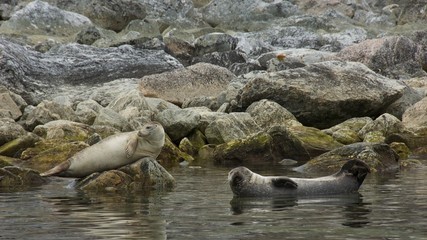 Harbor Seals in Smeerenburg, Svalbard