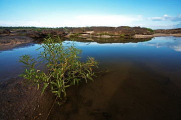 plant in lake and blue sky in thailand