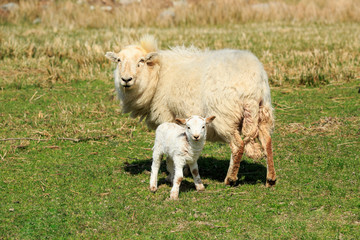 Fototapeta premium Sheep, ewe and little lamb on a grassy field