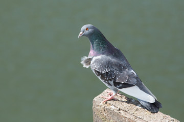 Pigeon perched on a post