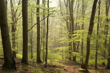 Spring beech forest in foggy weather at dawn
