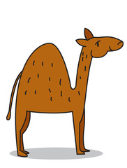 Dromedary