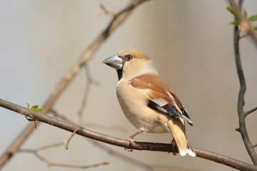 Grosbeak - Coccothraustes coccothrautes on a branch