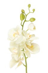 Naklejka na ściany i meble beautiful white orchid flower isolated on white