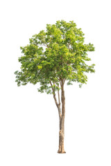 Fototapeta premium Pterocarpus indicus, tropical tree isolated on white background