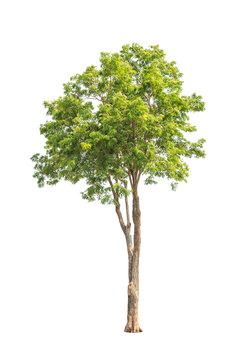 Pterocarpus indicus, tropical tree isolated on white background