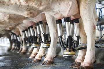 row of cows being milked - obrazy, fototapety, plakaty