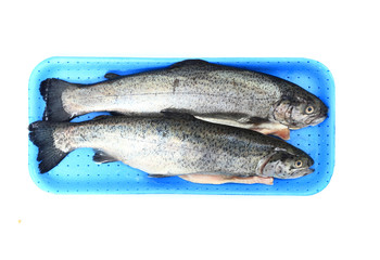 twoo rainbow trouts