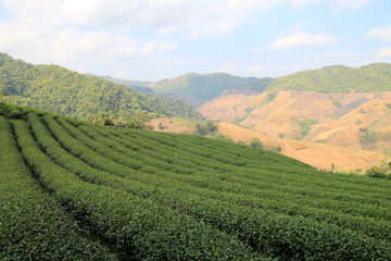Fototapeta na wymiar Tea Plantations in Doi Mae Salong, Chiang Rai, Thailand