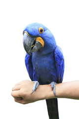 Hyacinth Macaw perching on human hand and eating sun flowers see