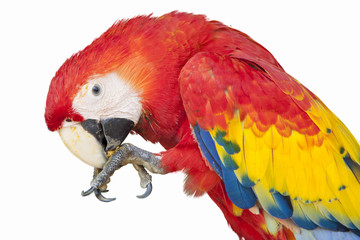 Colorful macaw isolated on the white background