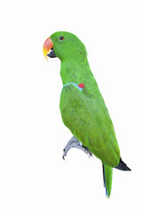 Green parakeet isolated on the white background