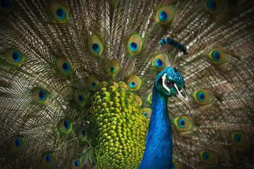 Obraz premium beautiful peacock with feathers out