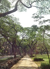 Obraz premium way under green tree brunches