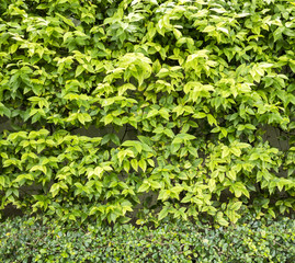 Hedge green Leaves texture,background