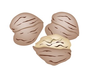 Walnuts and Cracked Walnuts on White Background