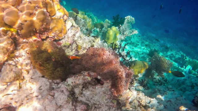 Topical saltwater fish ,clownfish - Coral reef in the Maldives, 