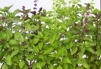 Sweet basil /Ocimum basilicum/