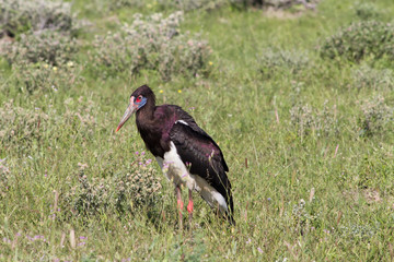Abdims stork at Etosha National Park