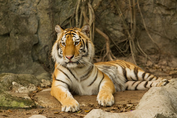 Bengal tiger lying on the rock