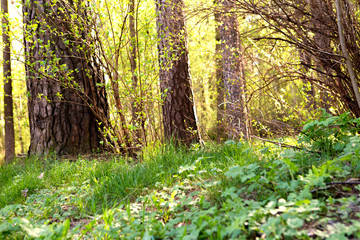 Fototapeta premium spring forest